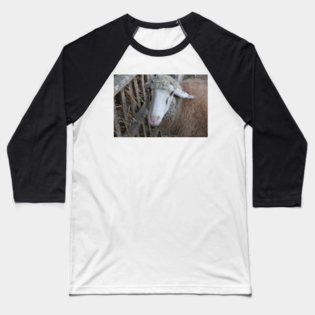 Sheep with hay Baseball T-Shirt by Parafull